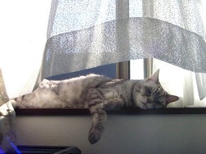 狭い窓でむりやり寝てる