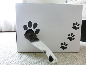 近づくと猫パンチが伸びてくる箱