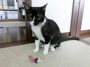 干支とねこ