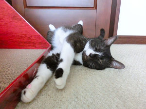 ねむそう