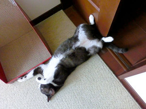 そーっと