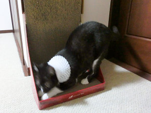 バリバリバリ