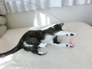 羽根がカシャカシャ
