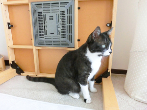 毎回恒例現場監督ねこ