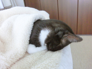 ごめん寝