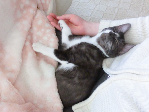 こたつでリラックス