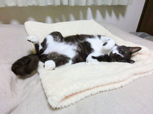 お先にベッドを占領しています