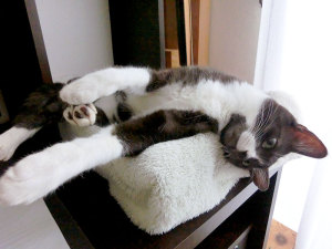 「ねーーえーーー」